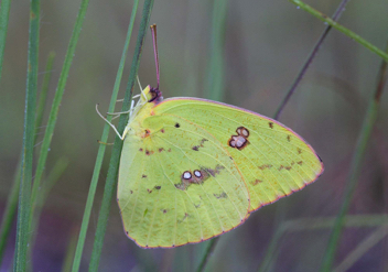 Cloudless Sulphur female